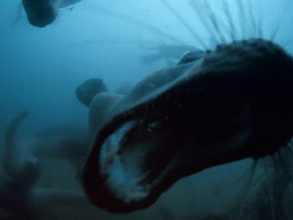 Seen on IMAX: Alaska - Spirit Of The Wild [ Trailer ]