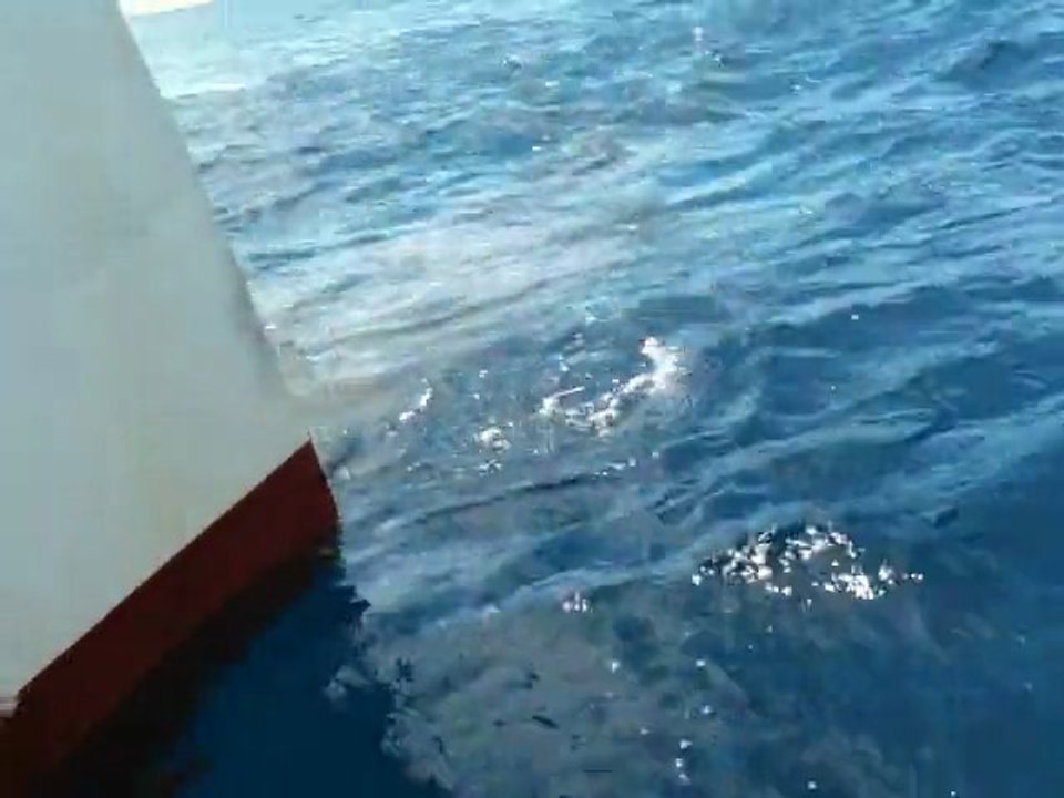 Malpelo
