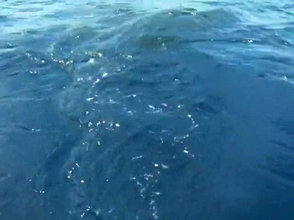 Malpelo