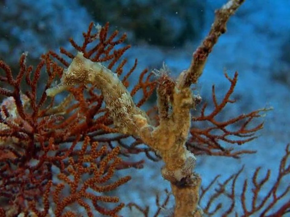 Seen on IMAX: ERDE - UNSER PLANET [ Trailer ]