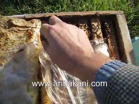 aricilik videoları, poşetle koloniye şurup vermek.