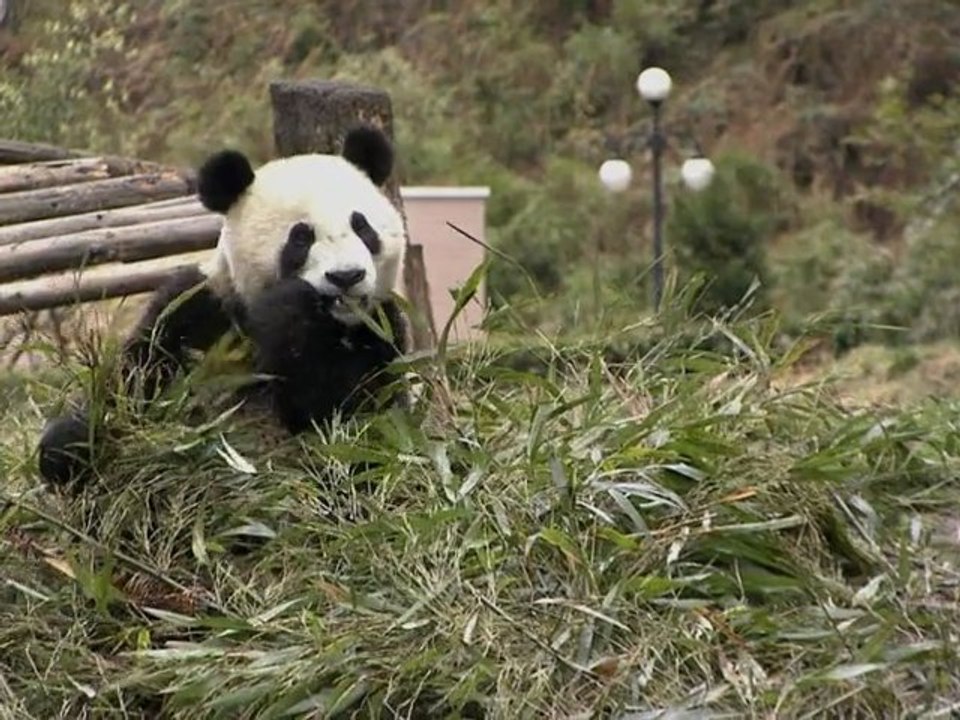 Der große Panda [ Trailer ]