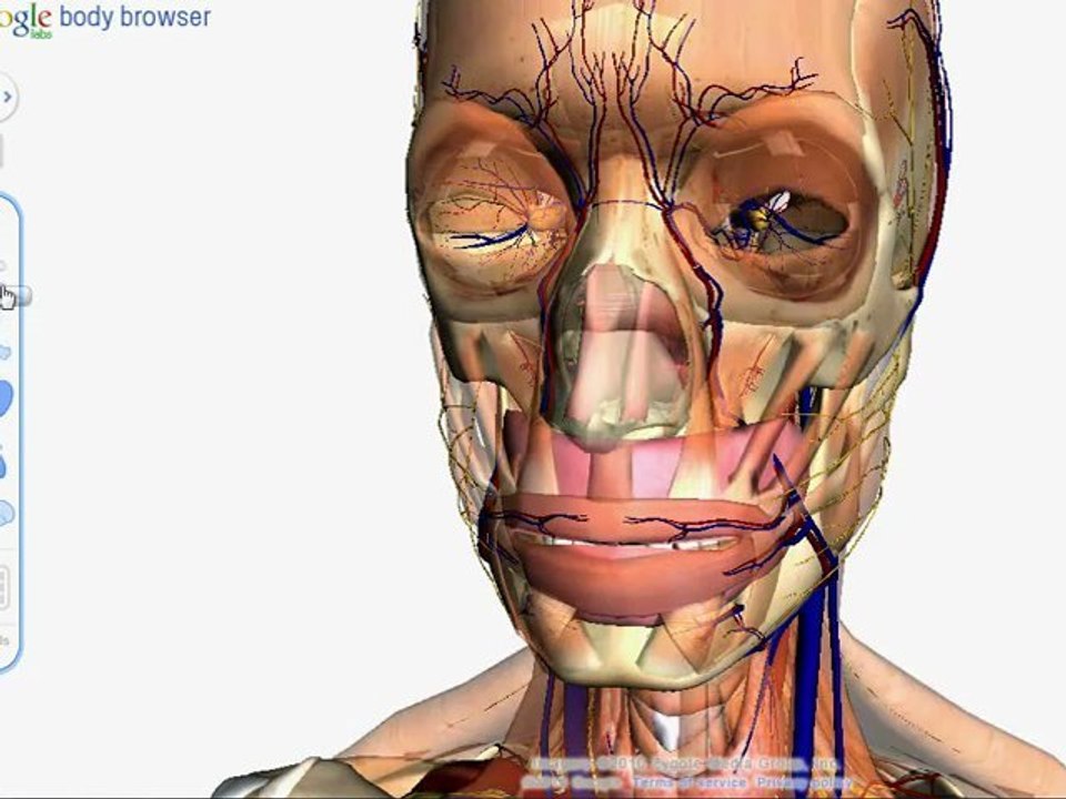Google Body Browser 3D