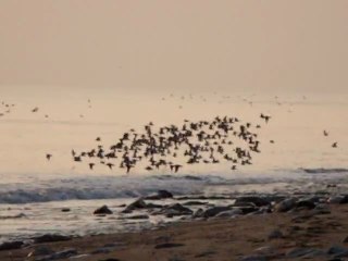 Envol d'oiseaux marins