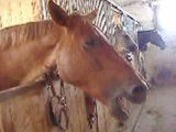 Ma jument TOSCA. fatigué? ...