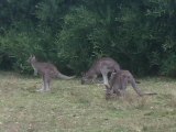 kangaroos wilsons promontory