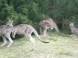 kangaroos wilsons promontory