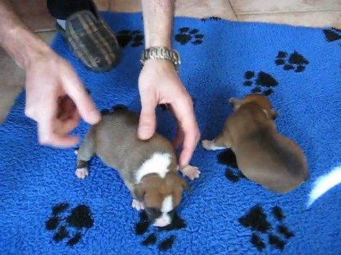 ELEVAGE DES TETES BRULEES