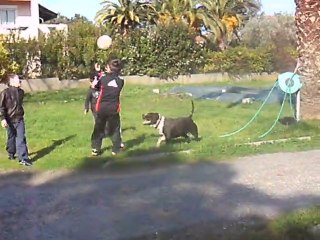 staffordshire terrier