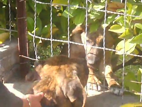 american staff avec mes enfants