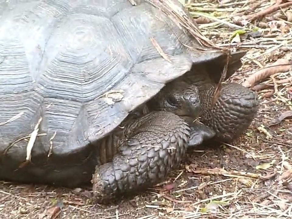 2011-02-02 - Santa Cruz - Tortoise 1