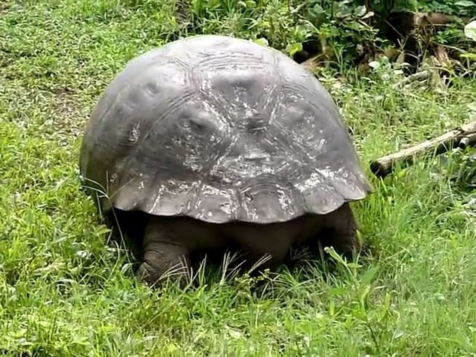 2011-02-02 - Santa Cruz - Tortoise 3