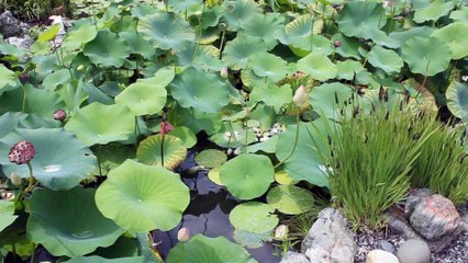 What would you do with a Million Dollars.