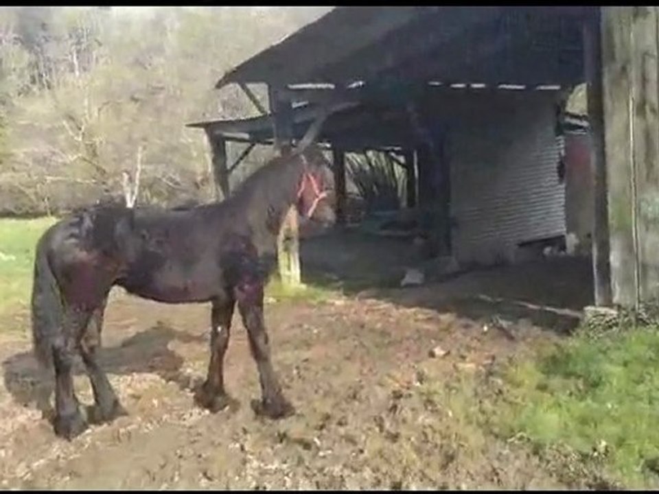 Alane découvre le moulin