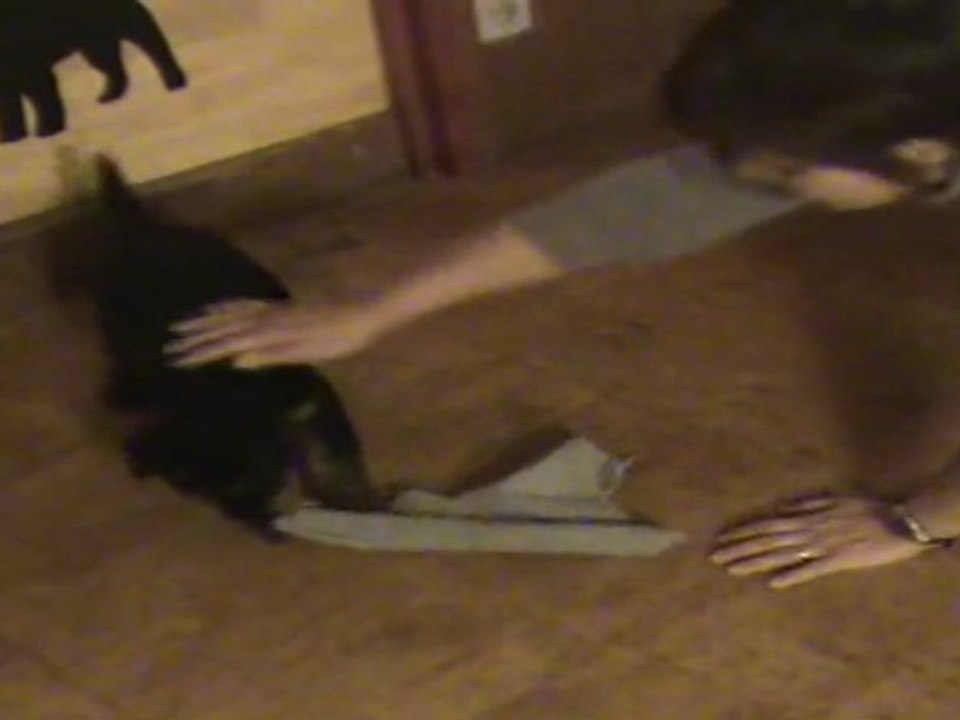 Mâle Airedale "Vert" - 03-03-2011