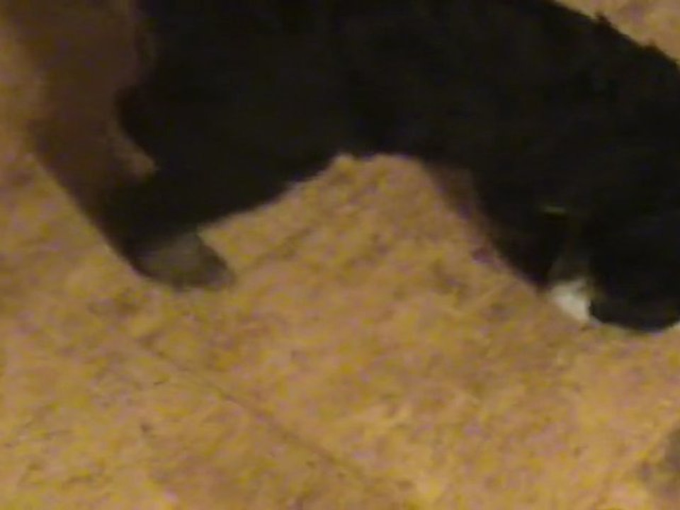 Mâle Airedale Gus - 03-03-2011