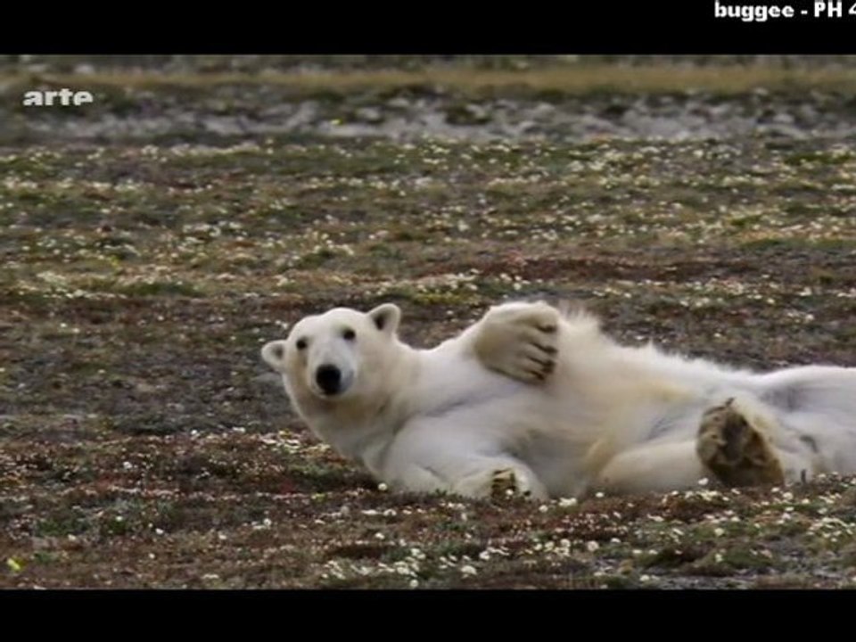 Scandinavie sauvage - Le Groënland_1_Mer 23 fév 2011