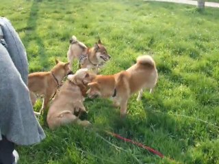 Rencontre avec les cockers