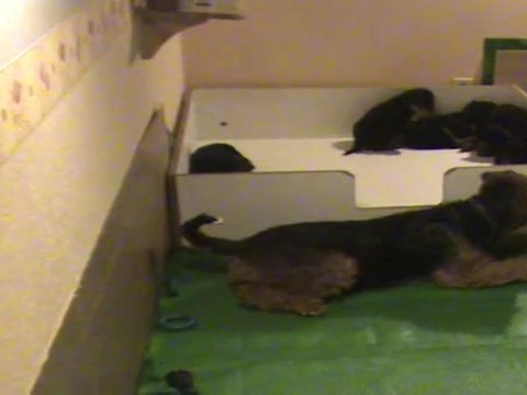 Cyta garde ses petis