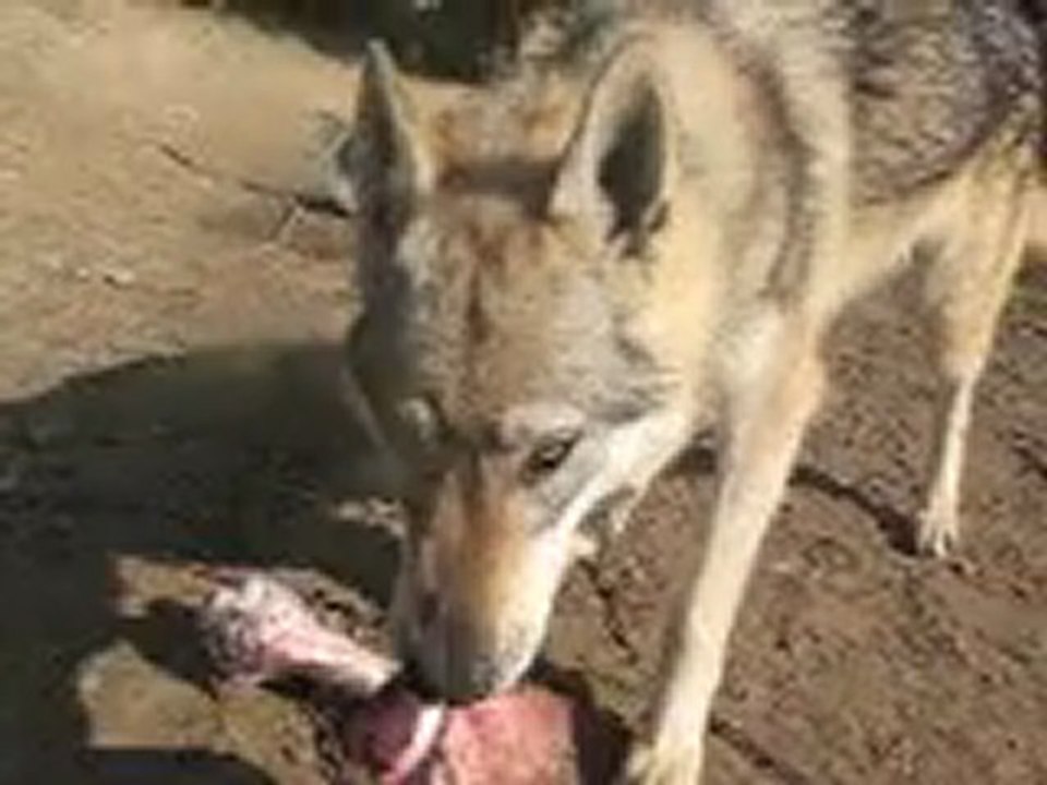 nonoss et chien loup lol