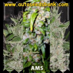 The Flying Dutchmen Cannabis Seeds.