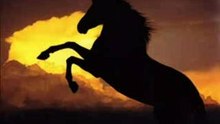 chevaux