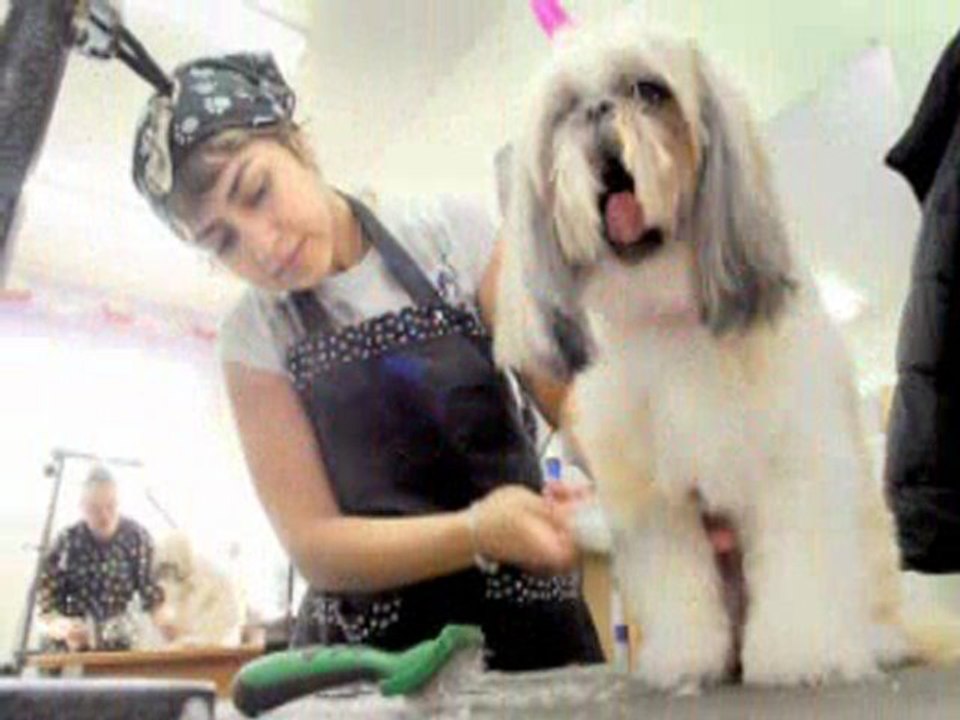 Dog Groomer Directory