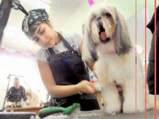 Dog Grooming Businesses