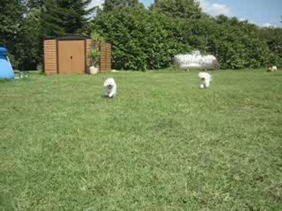 bichons de chris
