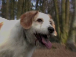 Tobby - www.spa-forbach.fr