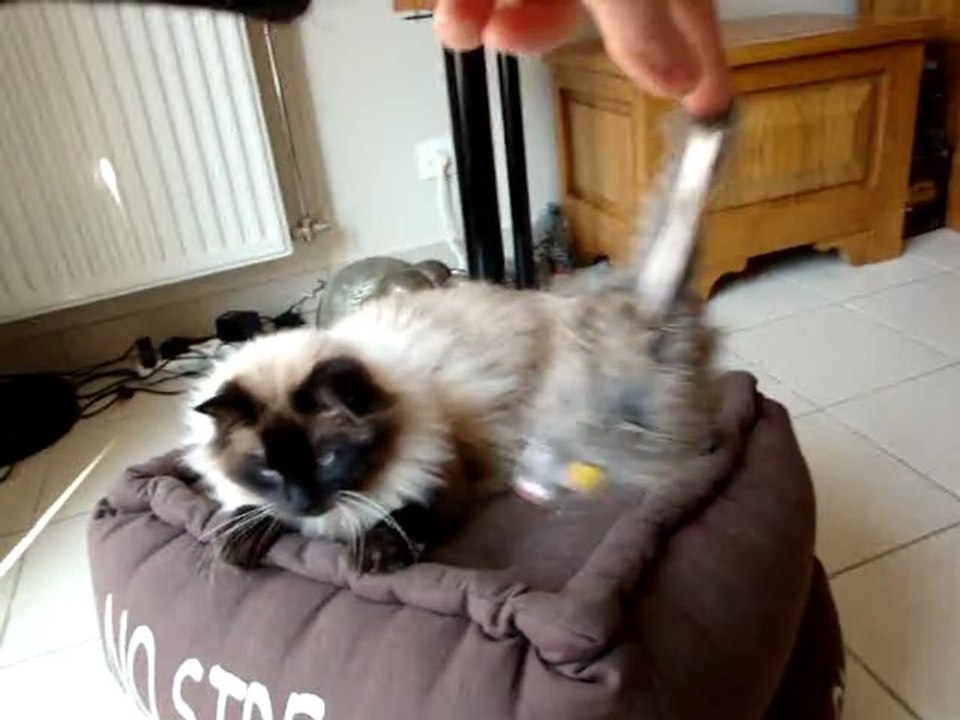 Indi et la souris