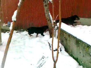 paşa woodoo kar oyunu