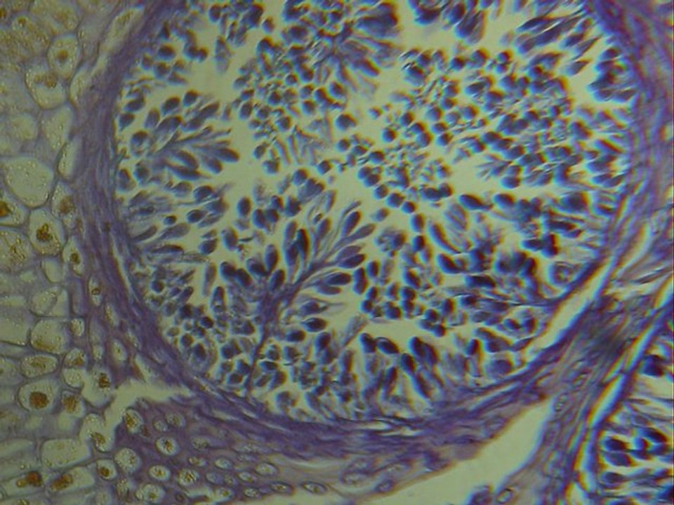 Microscopie