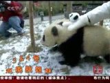 Cinde dogan 18 oyuncu bebek panda!