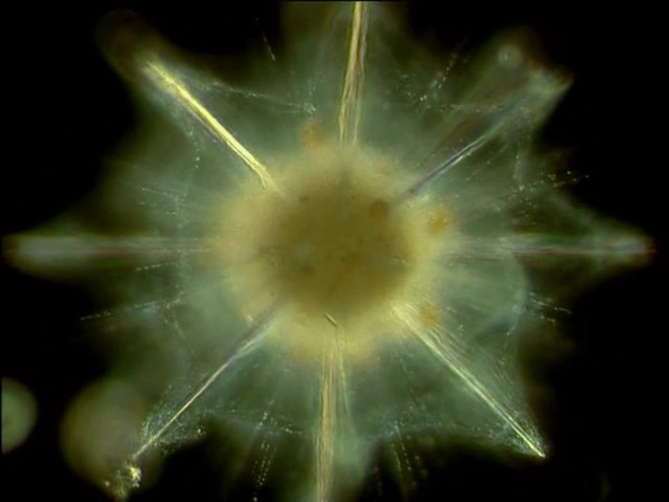 Origine et diversité