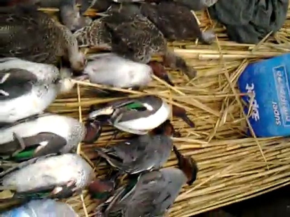 serdar av macerası 4