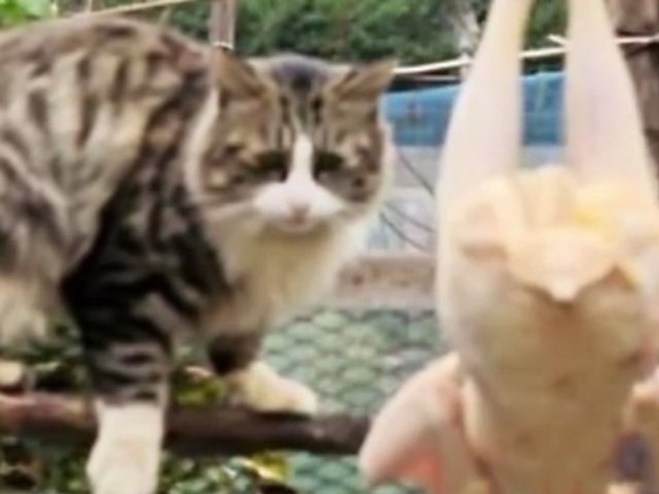 КОШКА И КУРИЦА