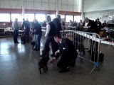 Exposition canine Flixecourt mars 2011