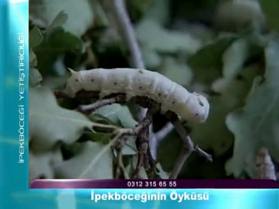 ipek bocekciligin oykusu