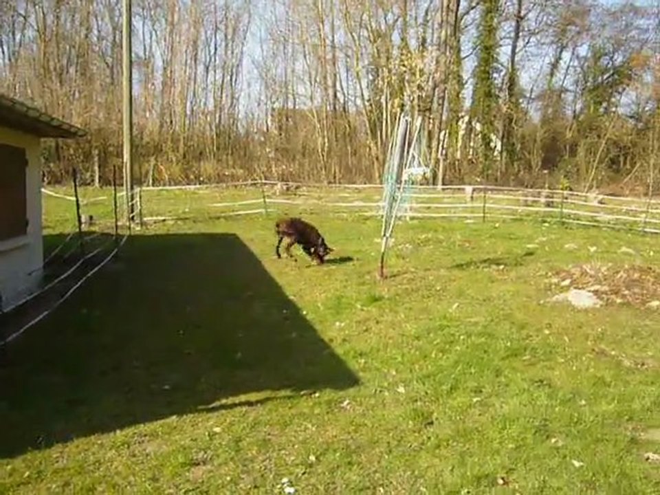 P1050586 PATO DANS LE TERRAIN