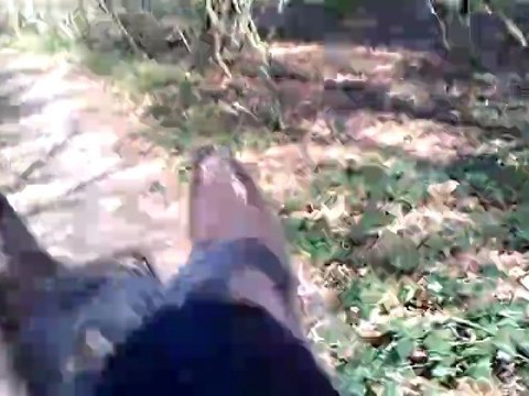 Petite promenade dans les bois