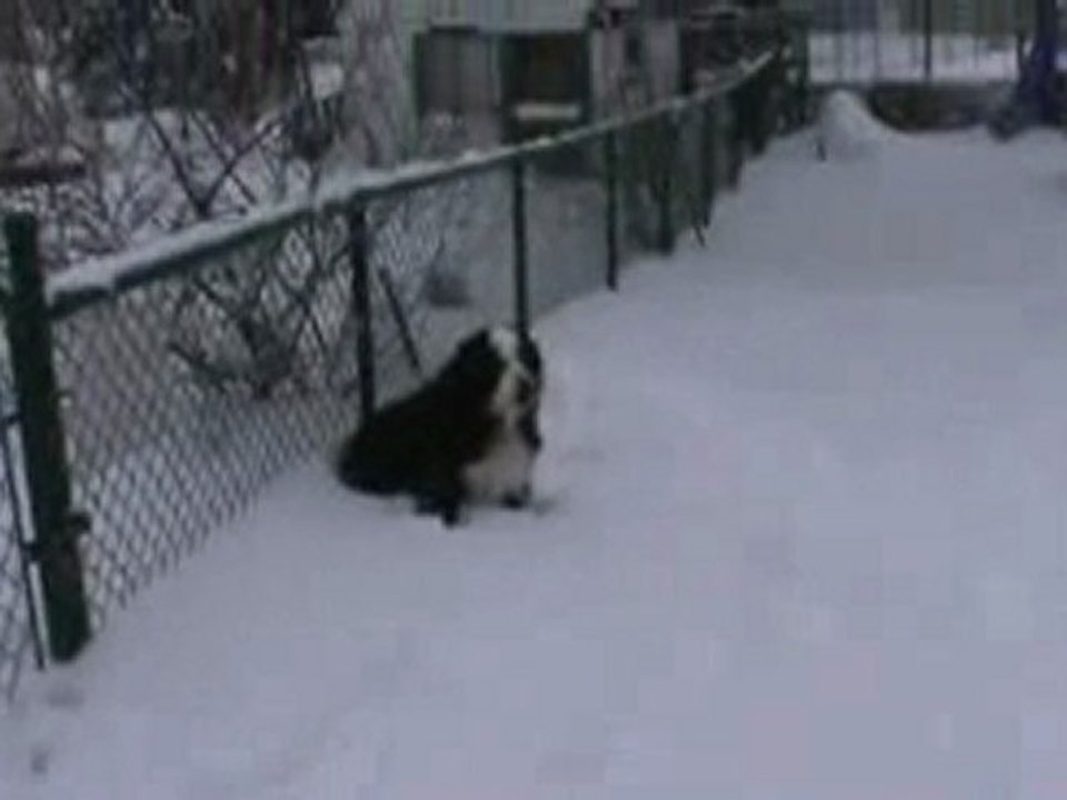 Cookie dans la neige