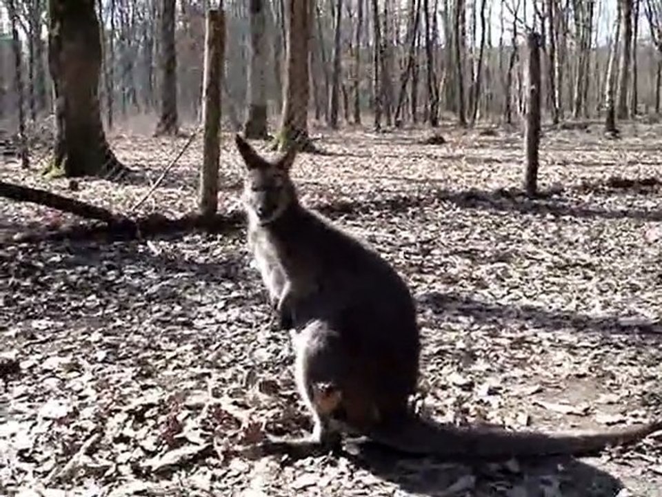Gautier et le wallaby