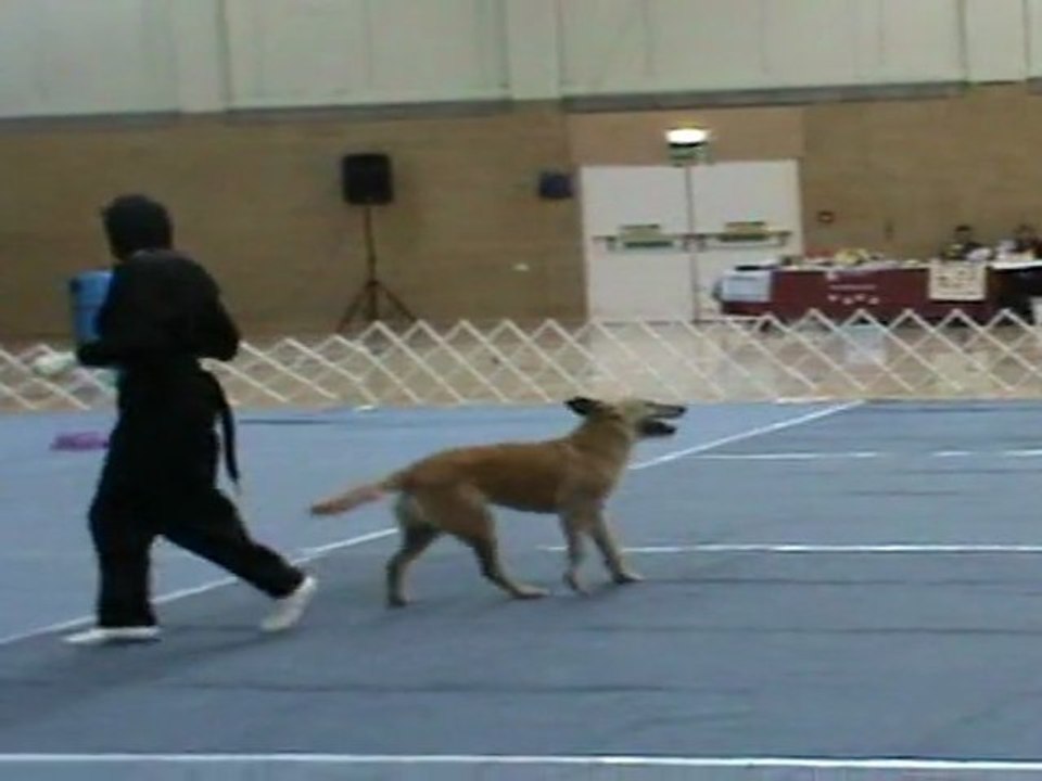 Doggy Dance Arlette et Zinga "le chien et le chat"