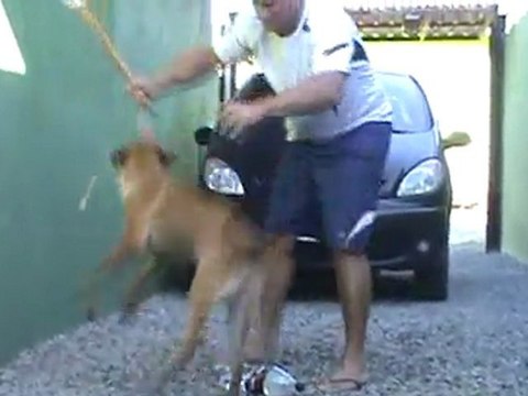 Filhote de Pastor Belga Malinois com 5 meses