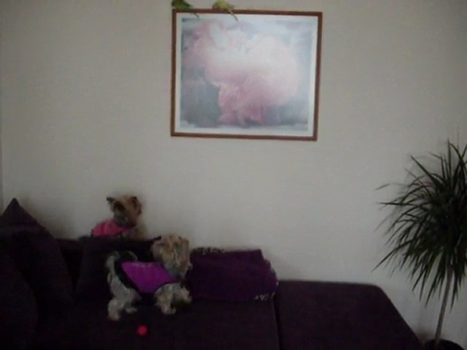 yorkilerim ve muhabbet kuşlarım...