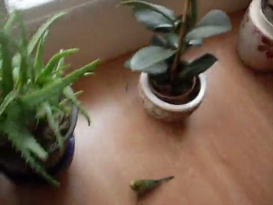 kitty, cheri, oğluş ve evimizin yeni üyesi miniş :)