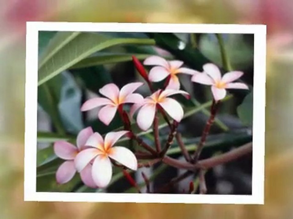 bon anniversaire cathy