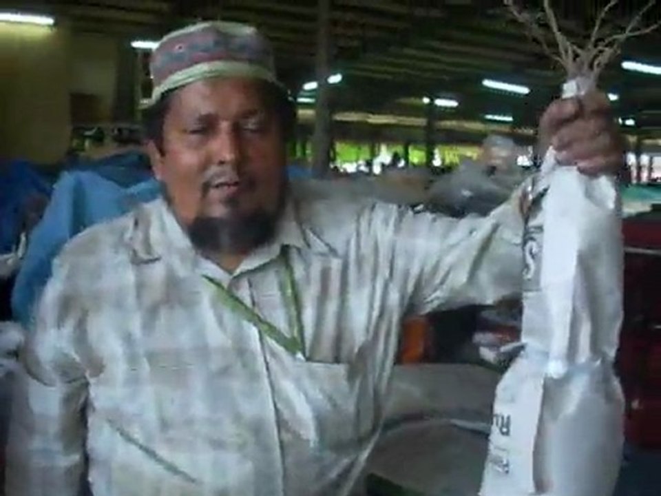 Kava market in Fji -Viti levu--