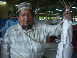 Kava market in Fji -Viti levu--